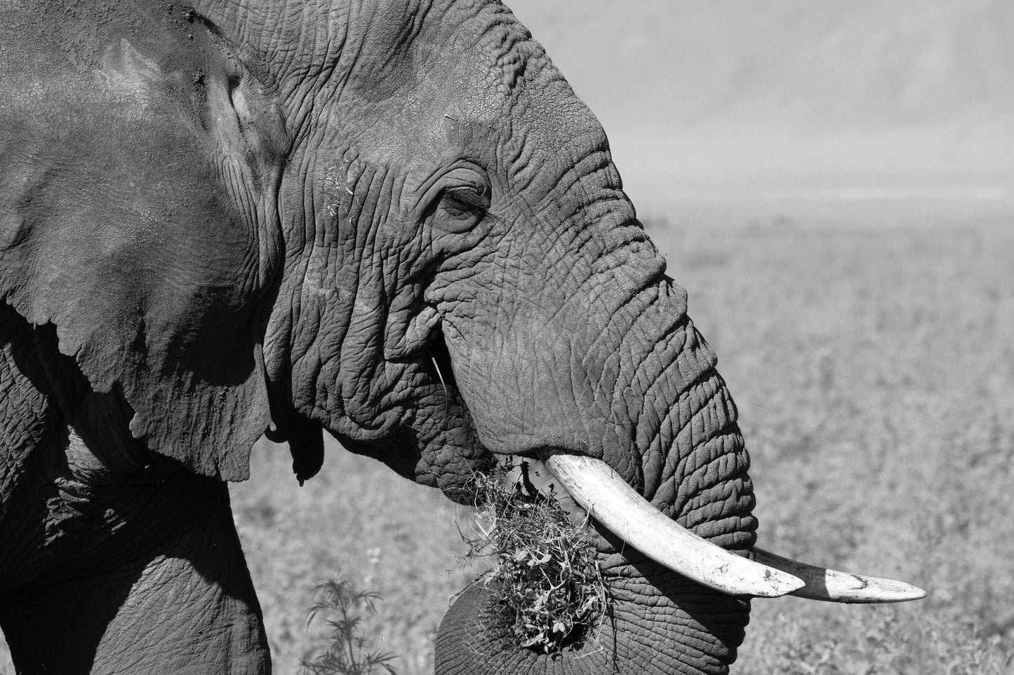 Gentle Giant - Elephant Poster