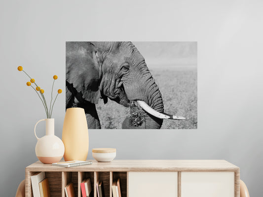 Gentle Giant - Elephant Poster
