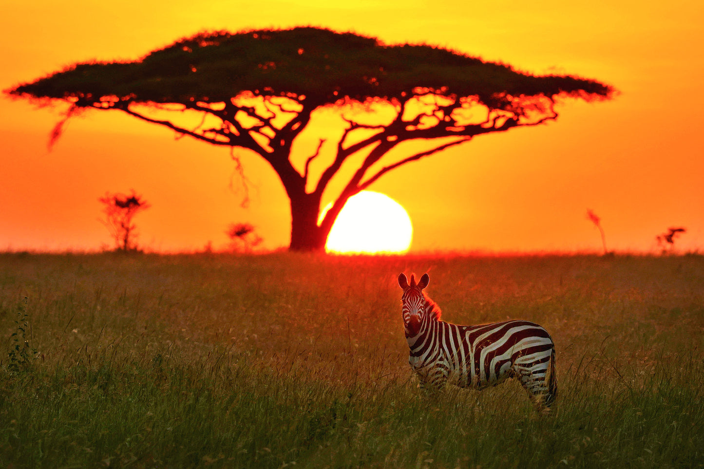 Zebra at Sunrise - Poster