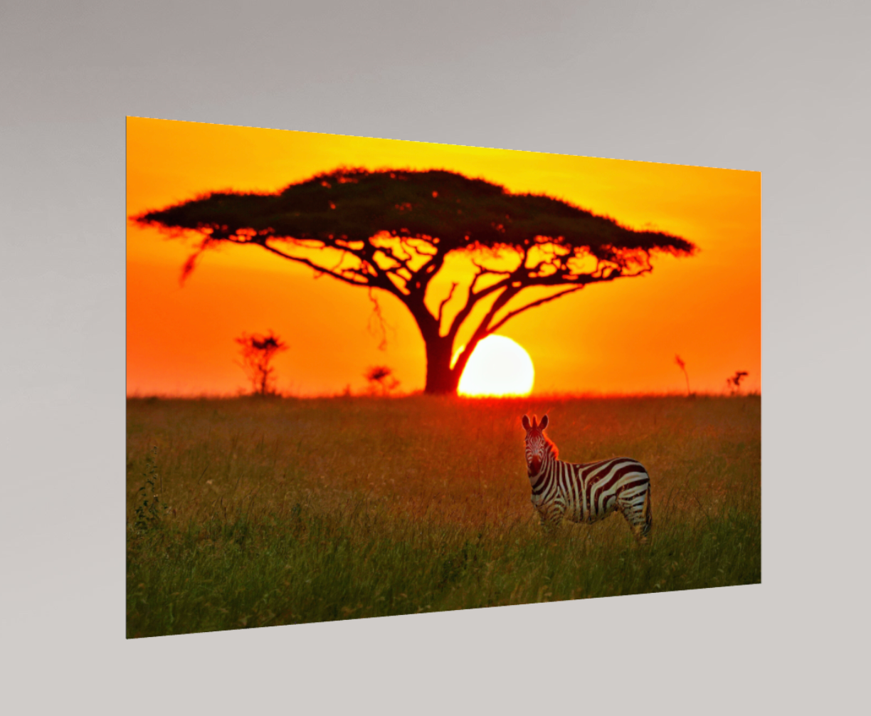 Zebra at Sunrise - Poster