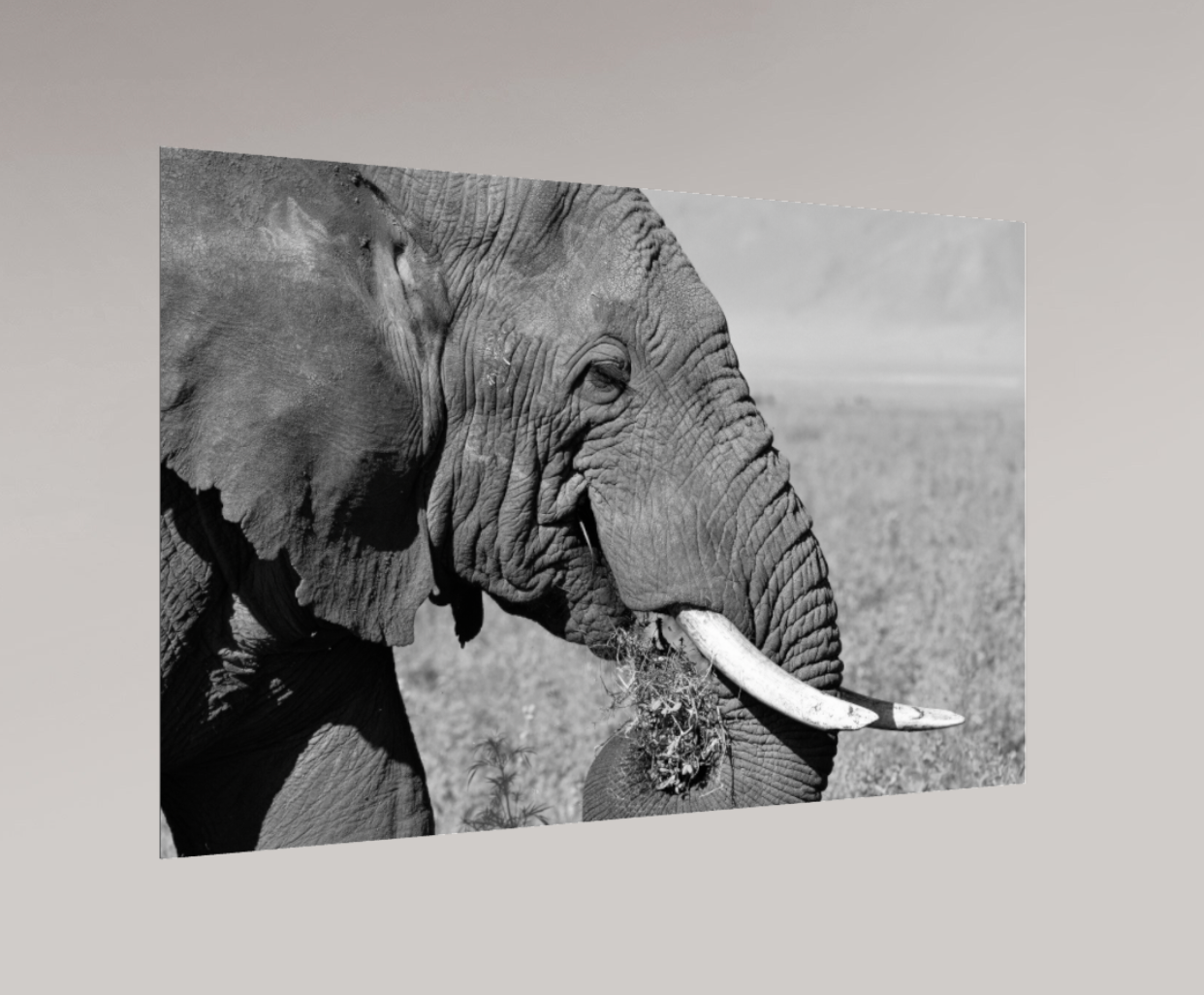 Gentle Giant - Elephant Poster
